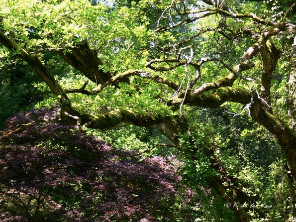 Bois des Moutiers (345) Mai 2012